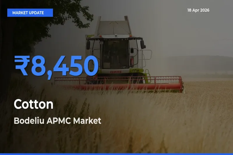 Cotton Mandi Rate Today: Bodeliu APMC Tops the List