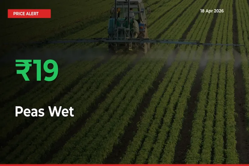 This Mandi Records 18.71% Jump in Peas Wet Prices