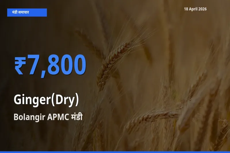 Bolangir APMC मंडी में आज अदरक (सूखा) के सबसे ऊँचे दाम दर्ज