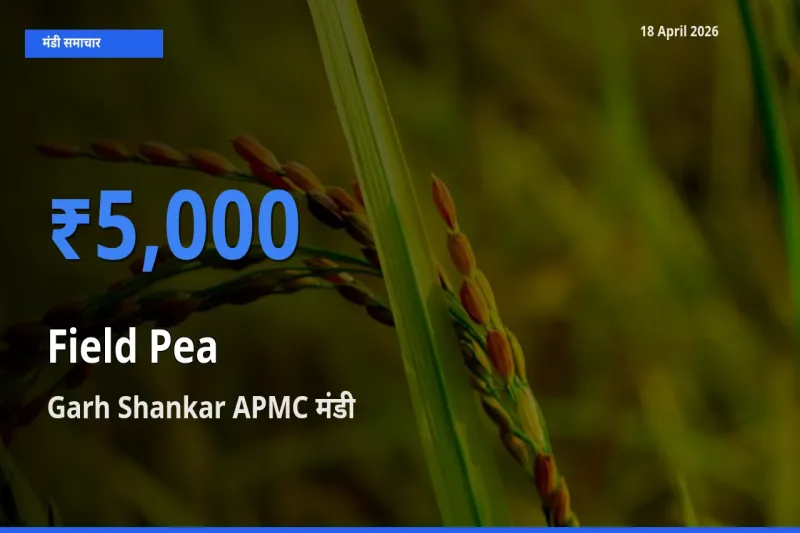 Garh Shankar APMC में मटर (साबुत) का आज सबसे ऊँचा भाव
