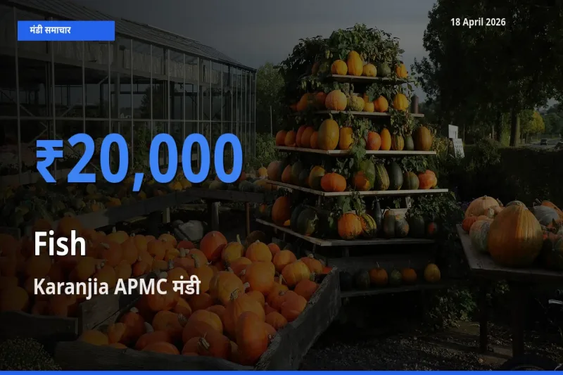 Karanjia APMC मंडी में मछली ₹20,000 पर पहुँचा – आज का सर्वोच्च भाव