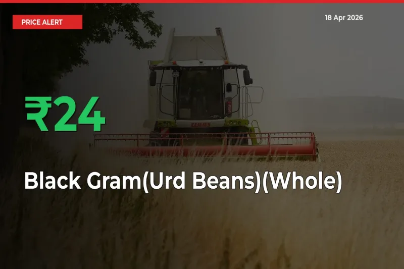 Why Black Gram(Urd Beans)(Whole) Prices Rose 23.74% in a Day at Mandis