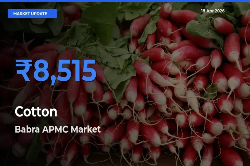 Babra APMC Leads as Top Mandi for Cotton Prices