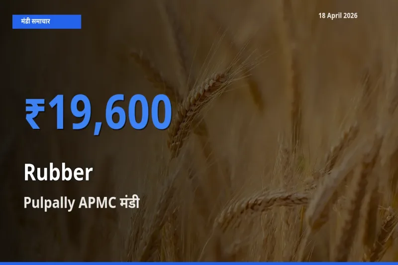 आज रबड़ के सबसे ऊँचे दाम ₹19,600 Pulpally APMC मंडी में