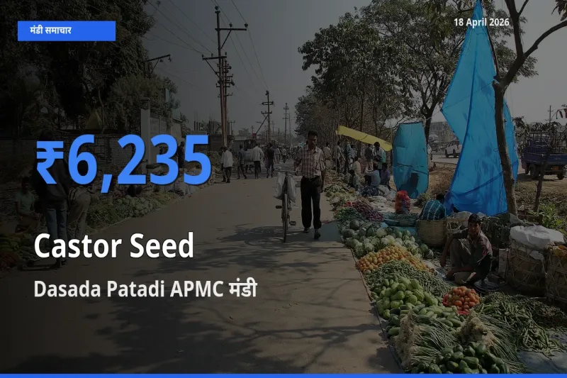 Dasada Patadi APMC मंडी में अरंडी का बीज ₹6,235 पर पहुँचा – आज का सर्वोच्च भाव