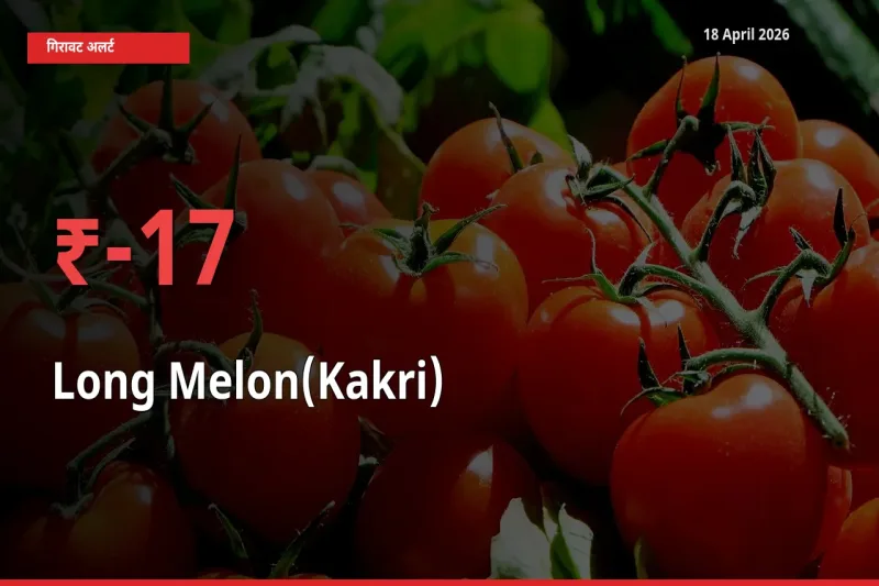 स्थानीय मंडी में ककड़ी के दाम अचानक 16.89% गिरे, किसानों की चिंता बढ़ी
