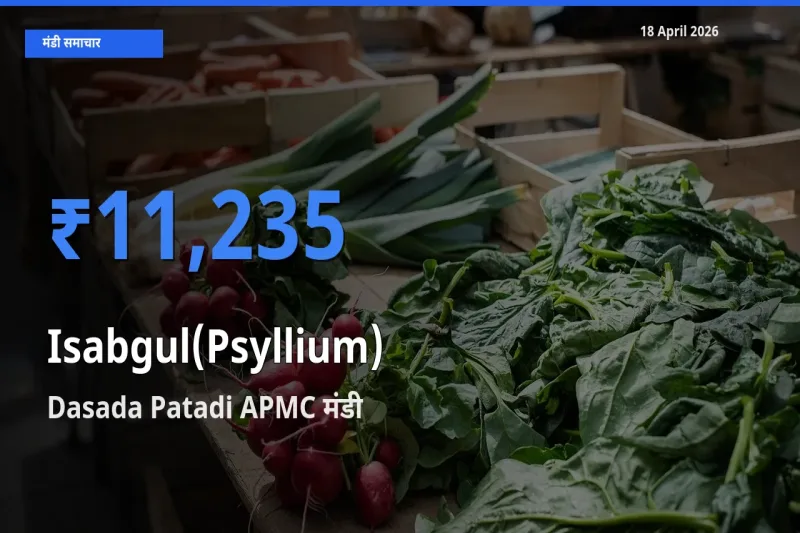 आज इसबगोल के सबसे ज़्यादा दाम Dasada Patadi APMC मंडी में दर्ज