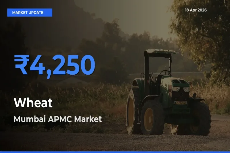 Top Performer! Mumbai APMC Offers Best Wheat Price Today
