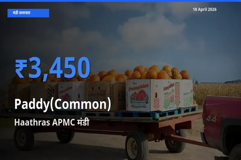 किसानों की पसंद बना Haathras APMC, धान (सामान्य) के सबसे अच्छे दाम