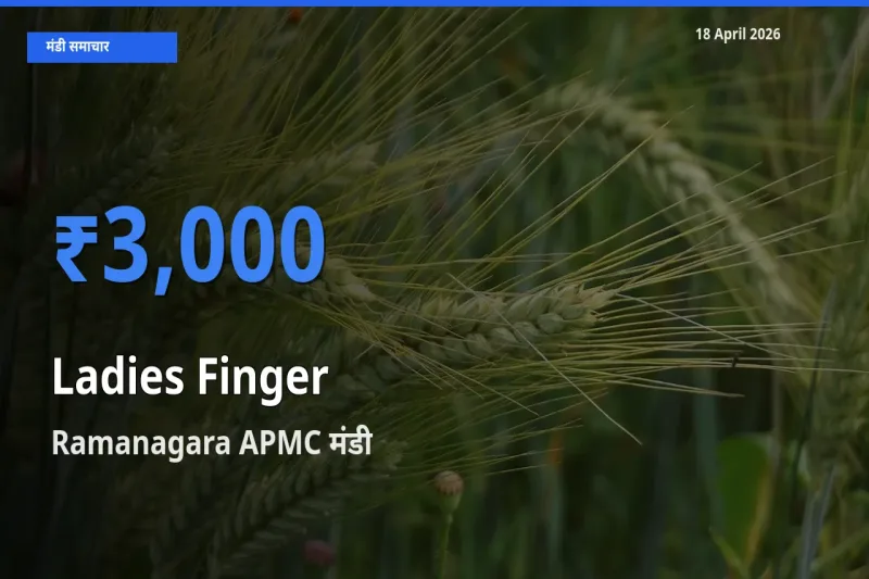 आज का मंडी भाव: भिंडी के सबसे ज़्यादा दाम Ramanagara APMC में