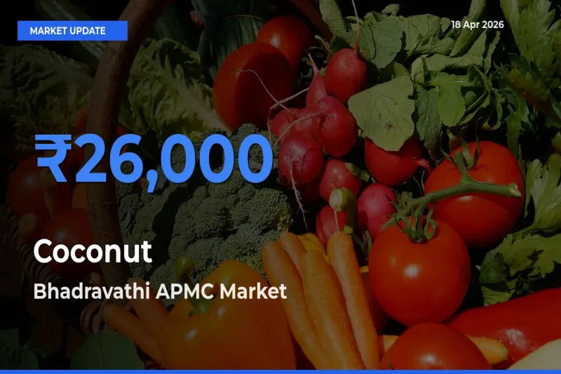 Farmers Prefer Bhadravathi APMC as Coconut Hits Highest Rate