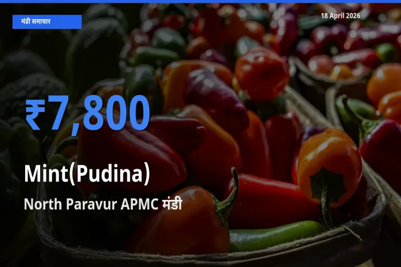 North Paravur APMC में पुदीना का आज सबसे ऊँचा भाव