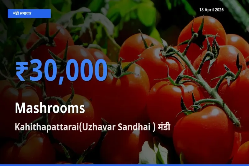 Kahithapattarai(Uzhavar Sandhai ) मंडी में आज मशरूम के सबसे ऊँचे दाम दर्ज