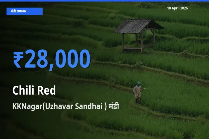टॉप मंडी बना KKNagar(Uzhavar Sandhai )! लाल मिर्च के सबसे ऊँचे दाम यहीं दर्ज