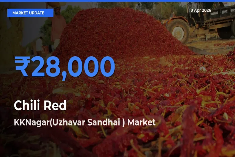 KKNagar(Uzhavar Sandhai ) Records Highest ₹28,000 Rate for Chili Red