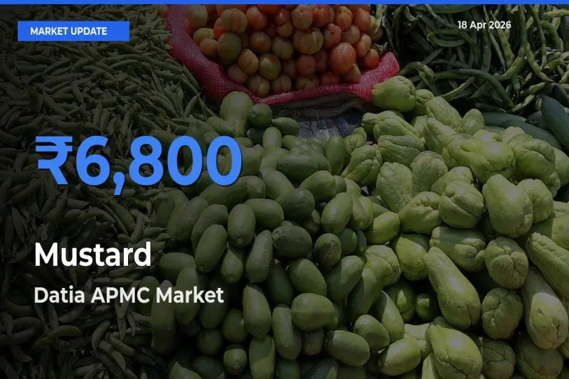 Farmers Prefer Datia APMC as Mustard Hits Highest Rate