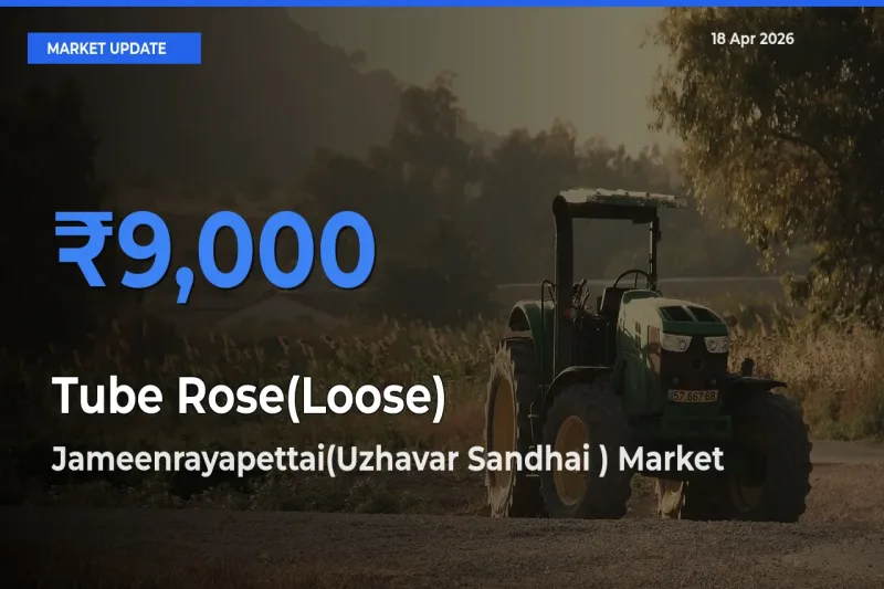 Top Performer! Jameenrayapettai(Uzhavar Sandhai ) Offers Best Tube Rose(Loose) Price Today