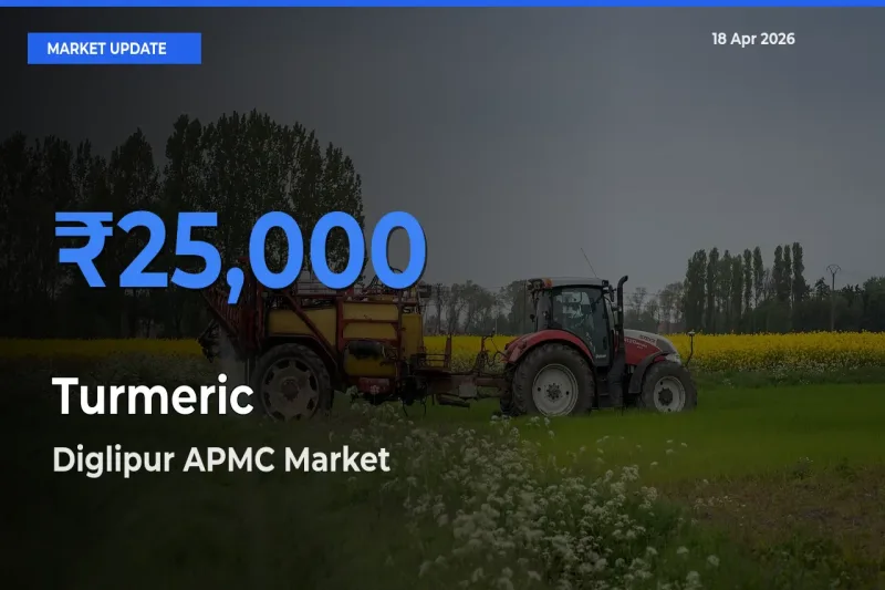 Top Performer! Diglipur APMC Offers Best Turmeric Price Today