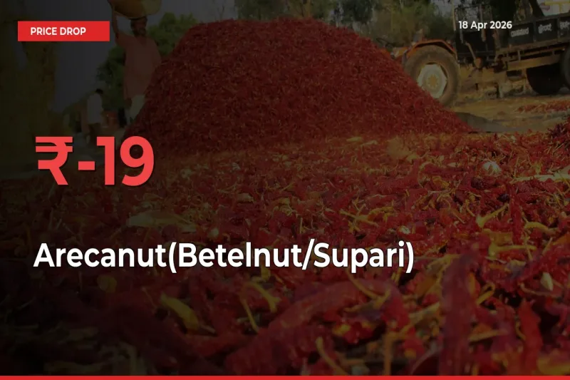 This Mandi Records 19.45% Fall in Arecanut(Betelnut/Supari) Prices