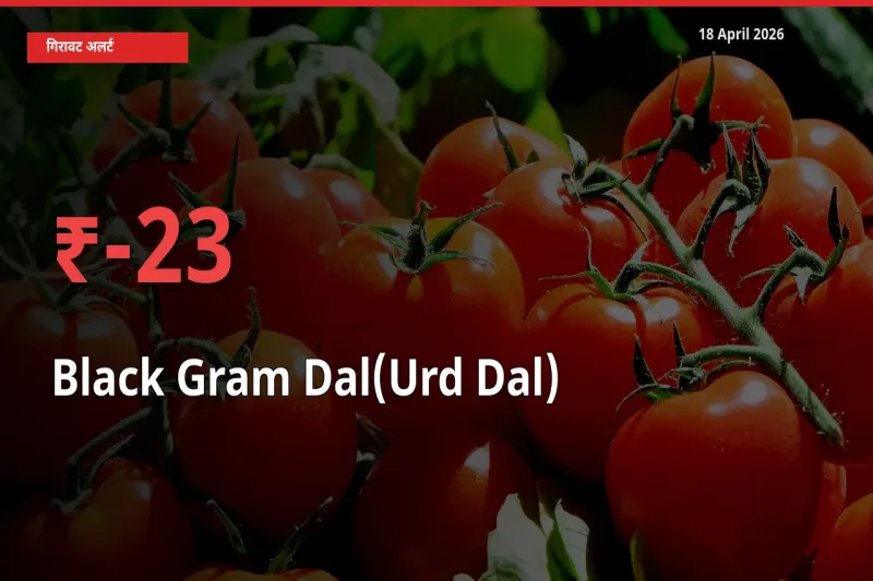 उड़द दाल 22.63% गिरा, मंडी