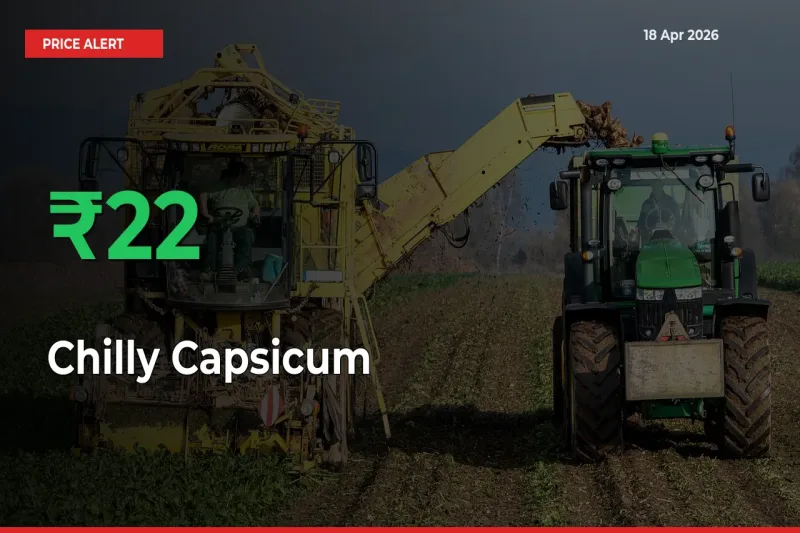 Why Chilly Capsicum Prices Rose 22.2% in a Day at Mandis