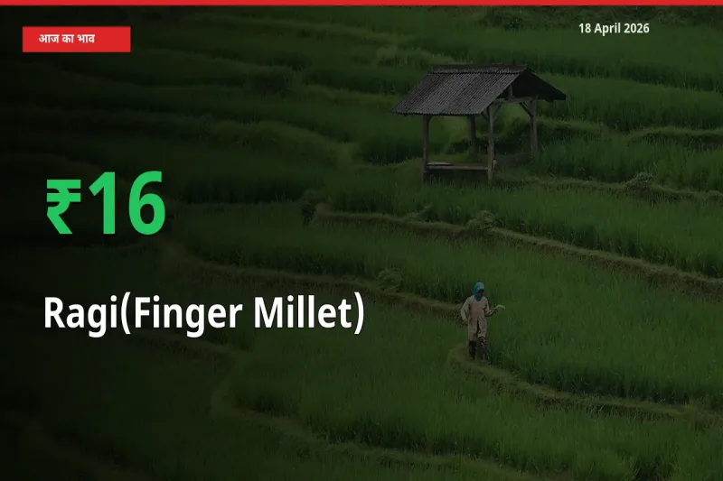 18 April अपडेट: रागी के दाम मंडी में 16.33% उछले