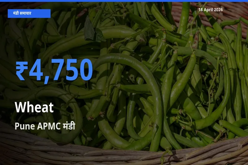 Pune APMC में गेहूँ का आज सबसे ऊँचा भाव