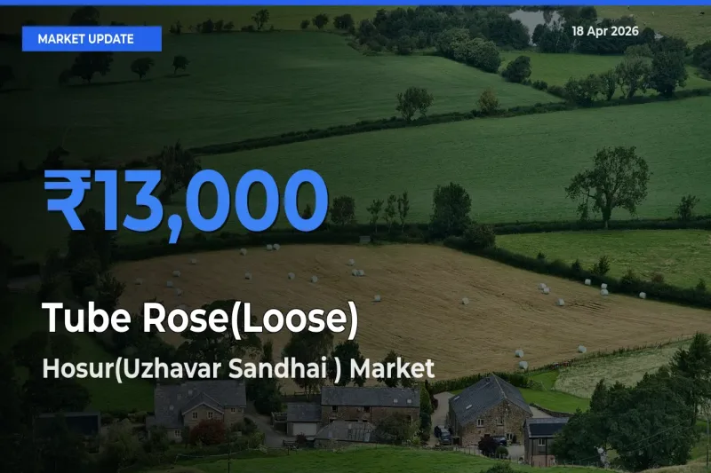 Hosur(Uzhavar Sandhai ) Records Highest ₹13,000 Rate for Tube Rose(Loose)