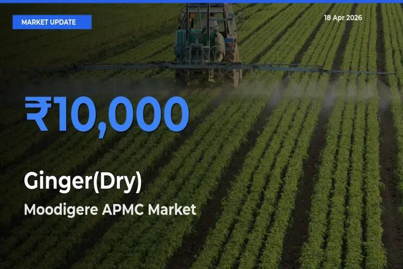 Ginger(Dry) Mandi Rate Today: Moodigere APMC Tops the List