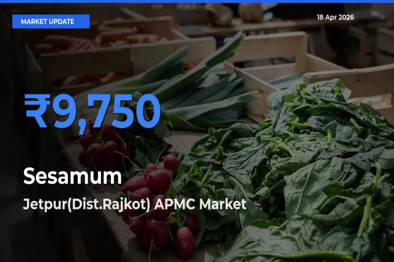 Sesamum Mandi Rate Today: Jetpur(Dist.Rajkot) APMC Tops the List