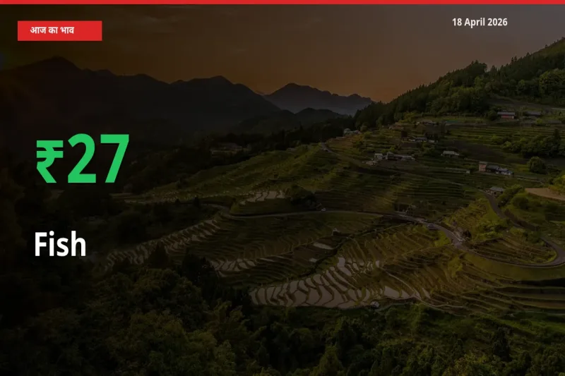 18 April अपडेट: मछली के दाम मंडी में 26.79% उछले