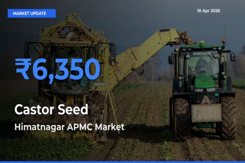 Castor Seed Mandi Rate Today: Himatnagar APMC Tops the List