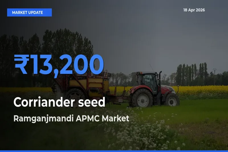 Ramganjmandi APMC Tops Corriander seed Rates – April 18 Market Update