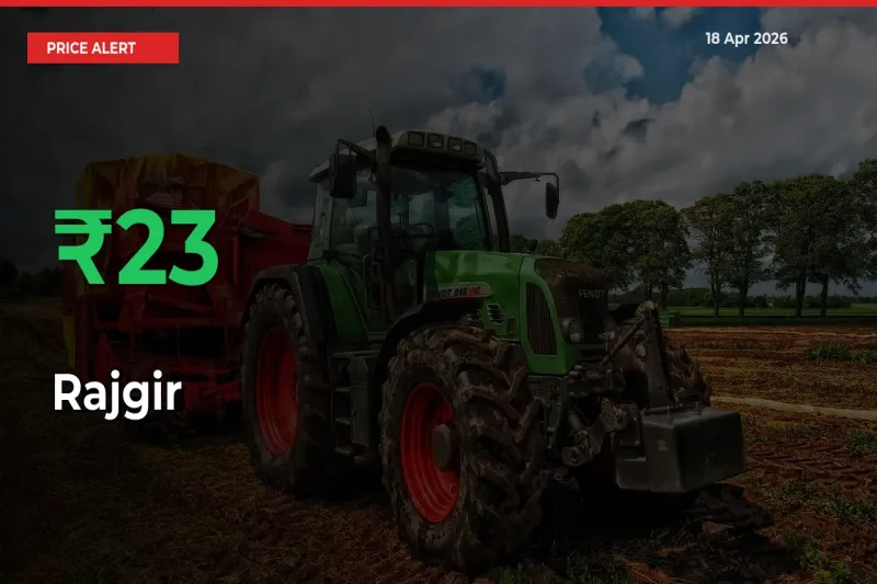 Rajgir Mandi Rate Today: Prices Jump 22.63% at Market