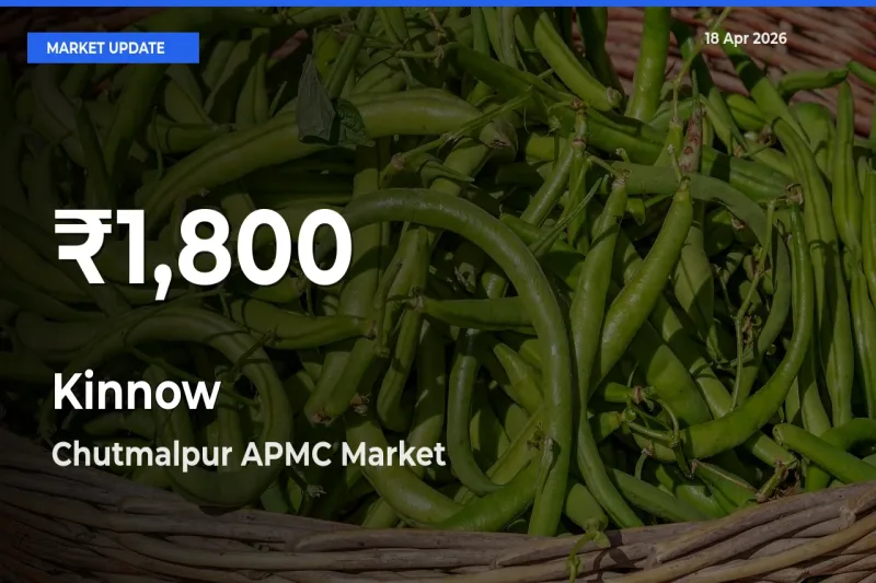 Sharp Fall! Kinnow Prices Drop to 30-Day Low in Chutmalpur APMC