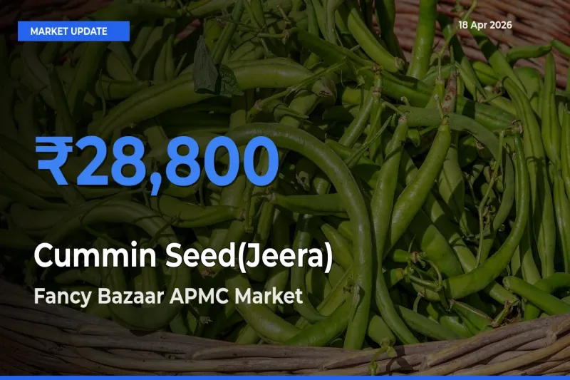Fancy Bazaar APMC Tops Cummin Seed(Jeera) Mandi Rates Today
