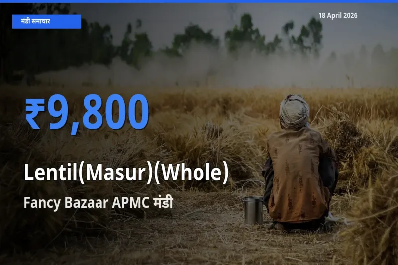 Fancy Bazaar APMC मंडी में आज मसूर दाल (साबुत) के सबसे ऊँचे दाम दर्ज