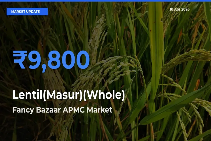 Market Watch: Fancy Bazaar APMC Becomes Top Mandi for Lentil(Masur)(Whole)
