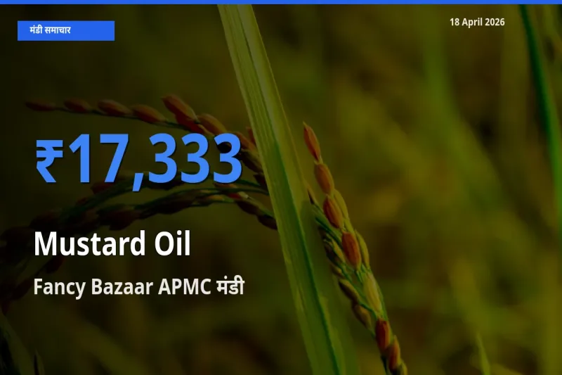 Fancy Bazaar APMC मंडी में आज सरसों का तेल के सबसे ऊँचे दाम दर्ज