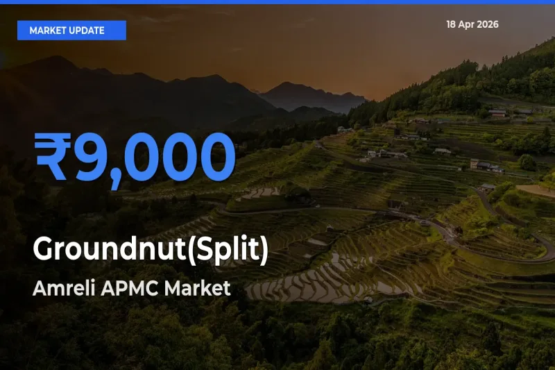 Amreli APMC Offers ₹9,000 – Highest Groundnut(Split) Rate Today
