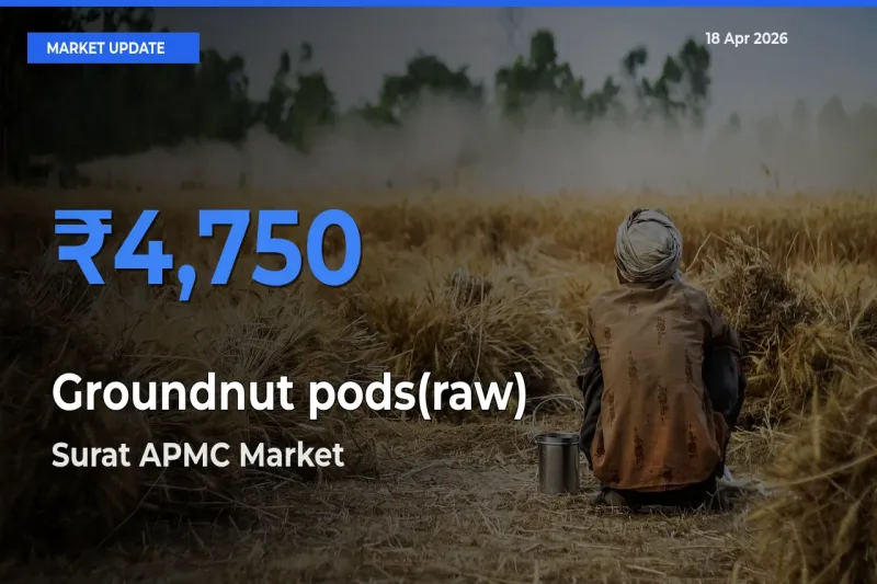 Farmers Prefer Surat APMC as Groundnut pods(raw) Hits Highest Rate