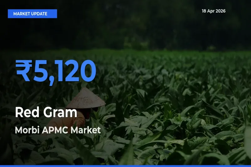Red Gram Mandi Rate Today: Morbi APMC Tops the List