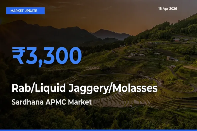 Sardhana APMC Offers ₹3,300 – Highest Rab/Liquid Jaggery/Molasses Rate Today