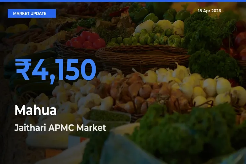 Farmers Prefer Jaithari APMC as Mahua Hits Highest Rate