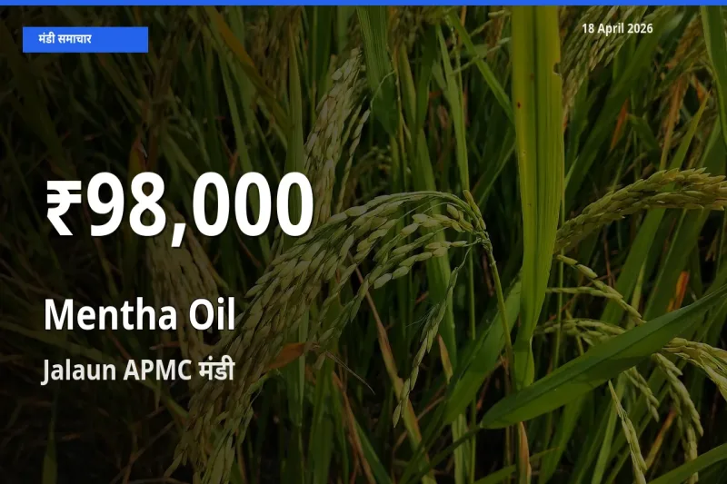 आज का मंडी भाव: Jalaun APMC में मेंथा ऑयल 30 दिन के सबसे कम स्तर पर