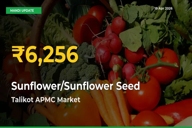 Talikot APMC Leads as Sunflower/Sunflower Seed Hits Highest Rate – April 18 Update