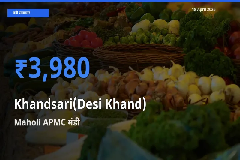 Maholi APMC में देसी खांड का आज सबसे ऊँचा भाव