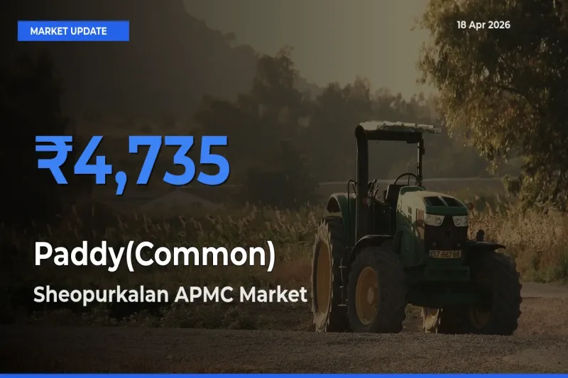 Sheopurkalan APMC Records Highest ₹4,735 Rate for Paddy(Common)