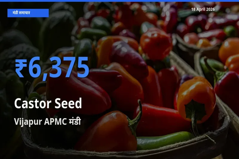 Vijapur APMC में अरंडी का बीज का आज सबसे ऊँचा भाव