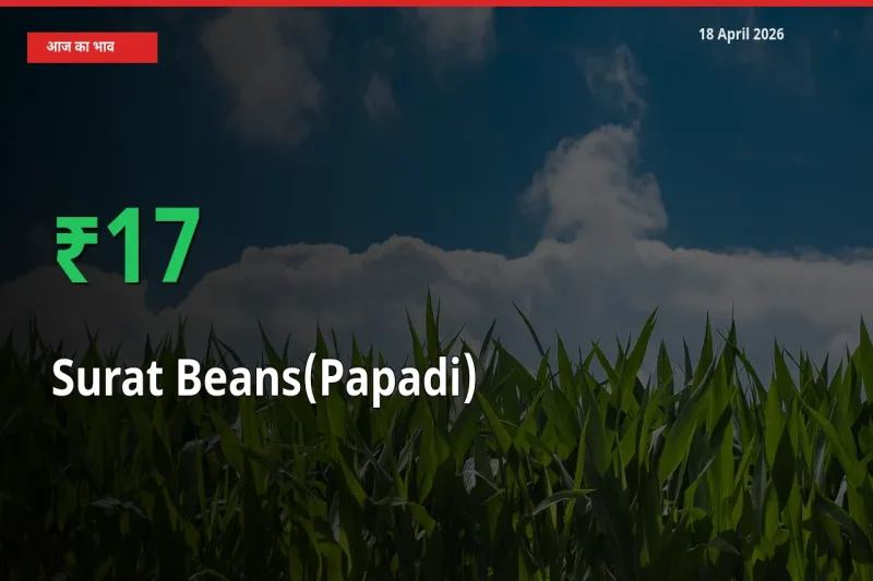 सूरत बीन्स (पापड़ी) 16.67% उछला, मंडी